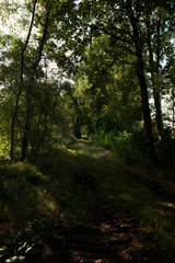 ein weg quer durch das hahnenmoor in herzlake deutschland umsäumt von bäumen