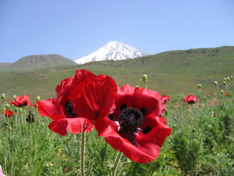The snow-capped Damavand volcano is the highest peak of the Elburs mountain range in Iran. Poppy-symbol of sleep, fertility, death, blood dead warriors, a talisman from evil forces, June 2007.