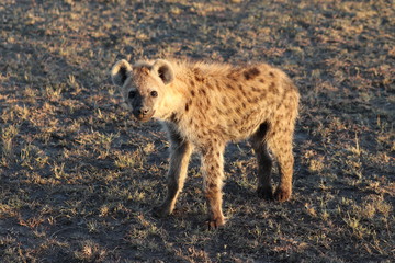 Spotted hyena (crocuta crocuta) in the african savannah.
