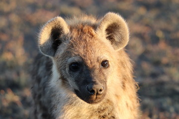 Young spotted hyena (crocuta crocuta) face closeup.