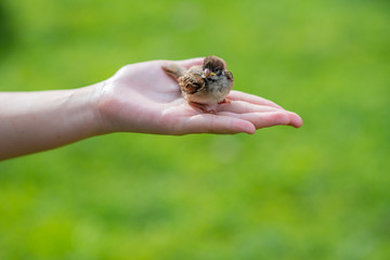 A baby bird received kindness from a girl when it fell from a high tree two weeks ago. Now, a girl puts it in her hand for flying practice.