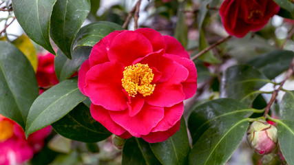close up of a camellia bloom
