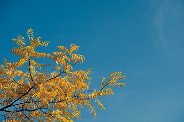 Fototapeta na wymiar yellow leaves and blue sky