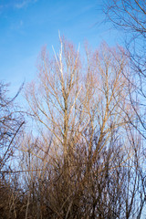 branches of tree in winter with blue sky and clouds