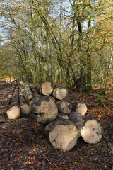 bois foret environnement arbre saison climat automne