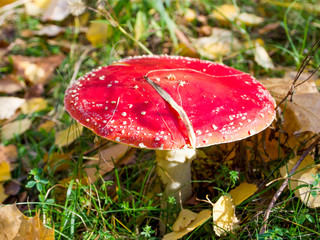 Amanita with a big red cap in green and yellow foliage