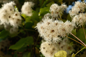 blooming white flower in the autumn in the garden