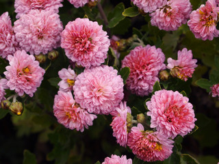 Pink lush chrysanthemums in the garden
