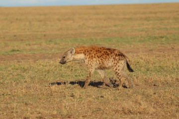 Naklejka na ściany i meble Spotted hyena (crocuta crocuta) in the african savannah.