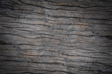 Detail of the Tree bark texture background