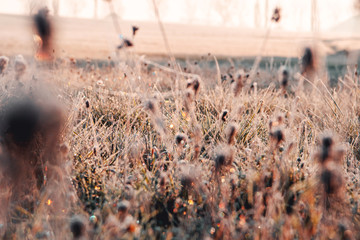 Beautiful wild nature meadow with frozen grass and flowers on a winter morning with golden sunrise light and colorful rainbow waterdrop reflections. Idyllic nature landscape 
