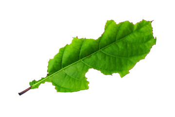 Fototapeta premium Green leaves are eaten by worms, Leaf with holes, eaten by pests isolated on white background