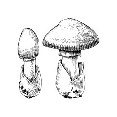 Hand drawn amanita caesarea mushroom