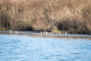 Fototapeta premium ducks on the river