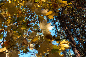 deciduous and coniferous forest