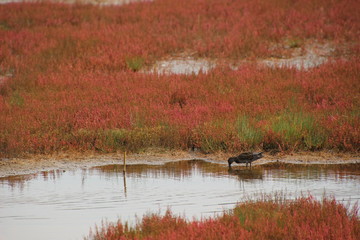 日本国北海道の秋の赤い苔の湖