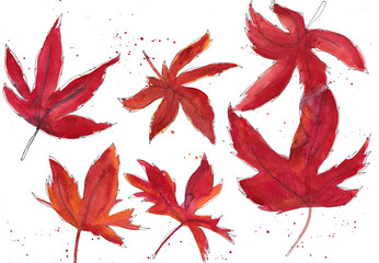 Maple leaves in watercolors
