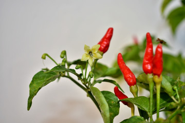 red chili peppers with yellow flowers and green leaves