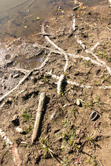 the edge of a partially dry pond