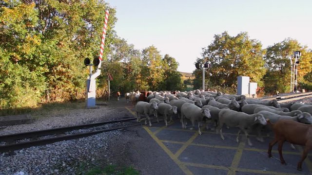 Reba&ntilde;o de ovejas cruzando un paso de ferrocarril o v&iacute;a de tren con barrera