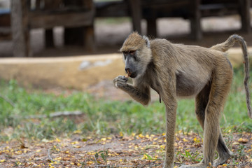 Baboon in Selous Game Reserve, Tanzania