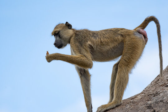 Baboon in Selous Game Reserve, Tanzania