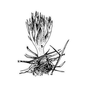 Hand drawn ramaria flava fungi