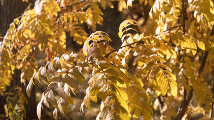 Yellow foliage. Yellow background. Foliage background. Selective focus.