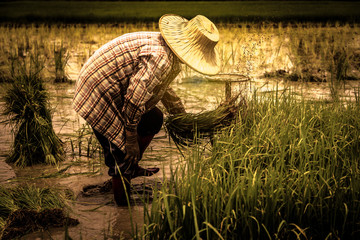 Farmers are planting rice in the rice fields according to the season of planting.