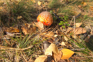 Toadstool, a poisonous mushroom popular in Poland