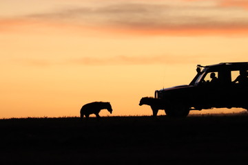 Silhouettes of hyenas with a tour car in the african savannah.