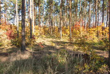 Deciduous and mixed forest during early autumn. Different shades of leaves that change color.