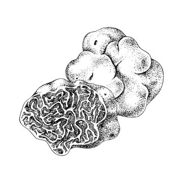 Hand drawn white truffle or tuber magnatum