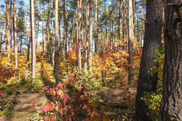 Obraz premium Lasy liściaste i mieszane wczesną jesienią. Różne odcienie liści, które zmieniają kolor.