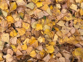 Background texture: fallen leaves in the autumn forest.