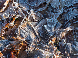 autumn background with leaf pattern on wooden board