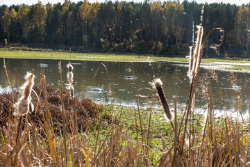 Dry cattails (bulrush) on the bank of the pond with seeds spread by the wind.
