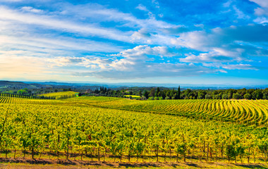Fototapeta na wymiar Chianti vineyard and panorama at sunset. Siena Tuscany, Italy