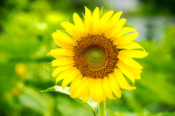 The Sunflower blossom in the morning, in the fresh air, feel the freshness