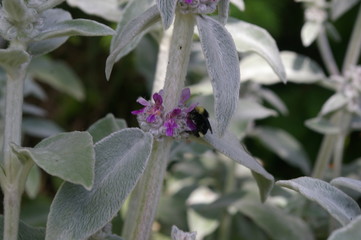 Bumblebee on Lamb's Ears