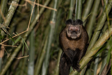 Black capuchin monkey - Sapajus nigritus