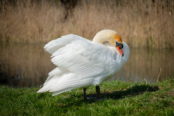 Majestic adult Swan seen preening herself by the edge of an inland waterway in late spring. Located in a famous wildlife reserve, she is one of a number of breeding birds.