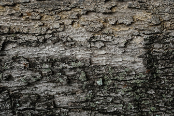 old wood background