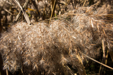 Dry reeds on the shore of the lake, cane layer, cane seeds, other thickets. Golden reed and leaves in the rays of the autumn sun.
