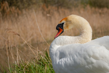 Obraz premium Majestic adult Swan seen resting by an inland waterway in late spring. One of a number of breeding pairs, she is located in a famous wildlife reserve.