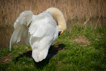 Majestic adult Swan seen preening herself by the edge of an inland waterway in late spring. Located in a famous wildlife reserve, she is one of a number of breeding birds.