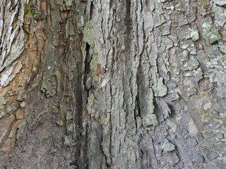 Dry tree bark background image