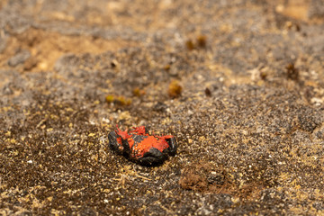 Maldonada redbelly toad - Melanophryniscus moreirae