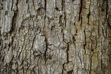 old wood background