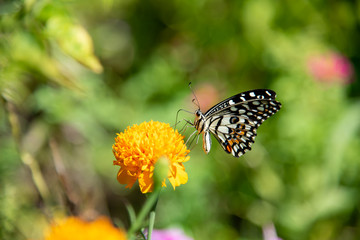 Buttery on the marigold flower